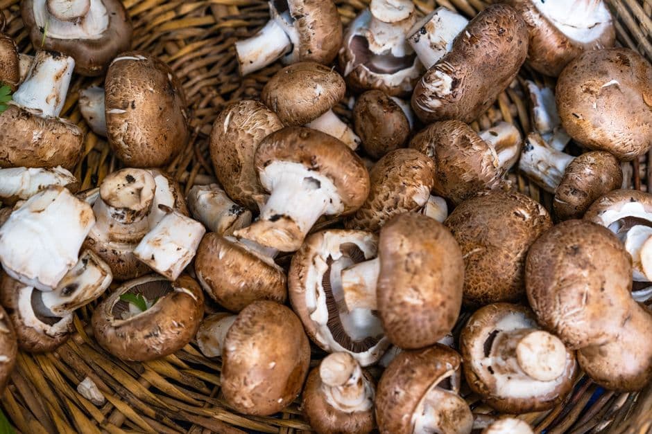 Automne : les champignons sauvages