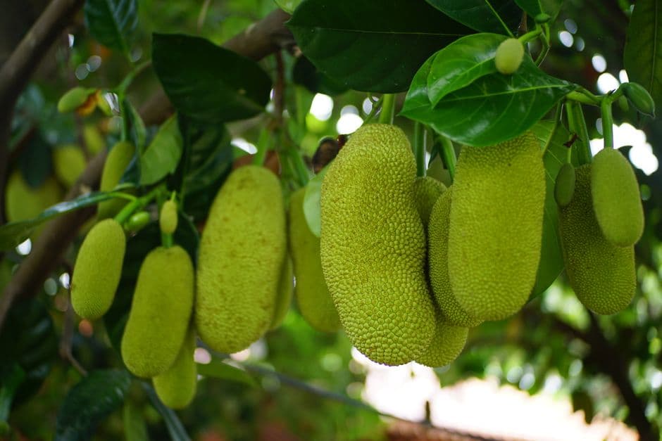 Le jackfruit : viande végétale par excellence
